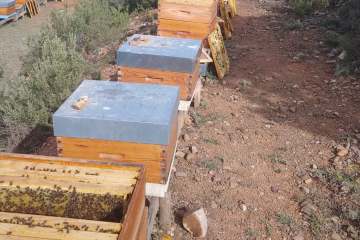 Lares miel abejas panal