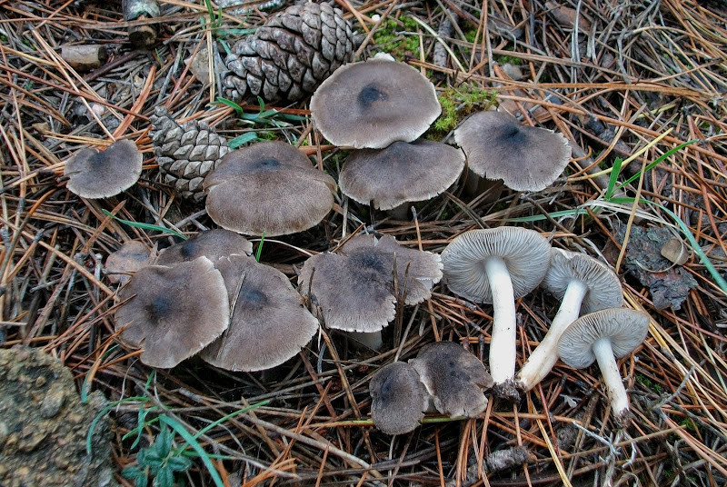 Tricholoma terreum (elb) 031115