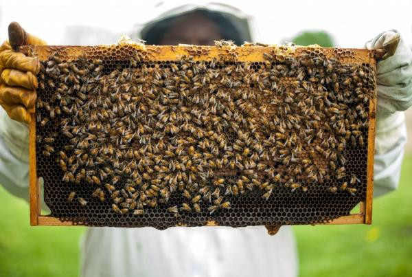Como hacer una colmena de abejas 25104 600
