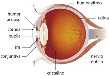 OJO1