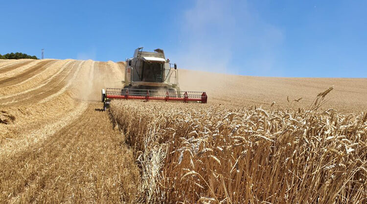 Agricultura cereal 070920