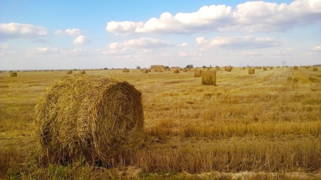 Agricultura de subsistencia