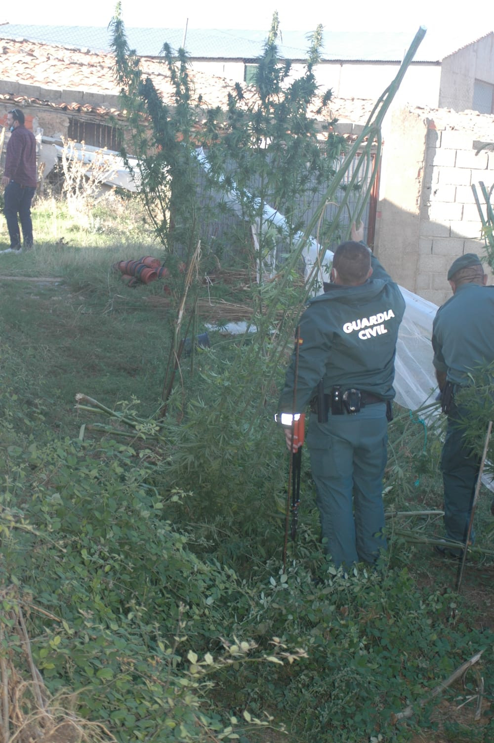 FOTO guardia civil marihuana cau00f1amo layna