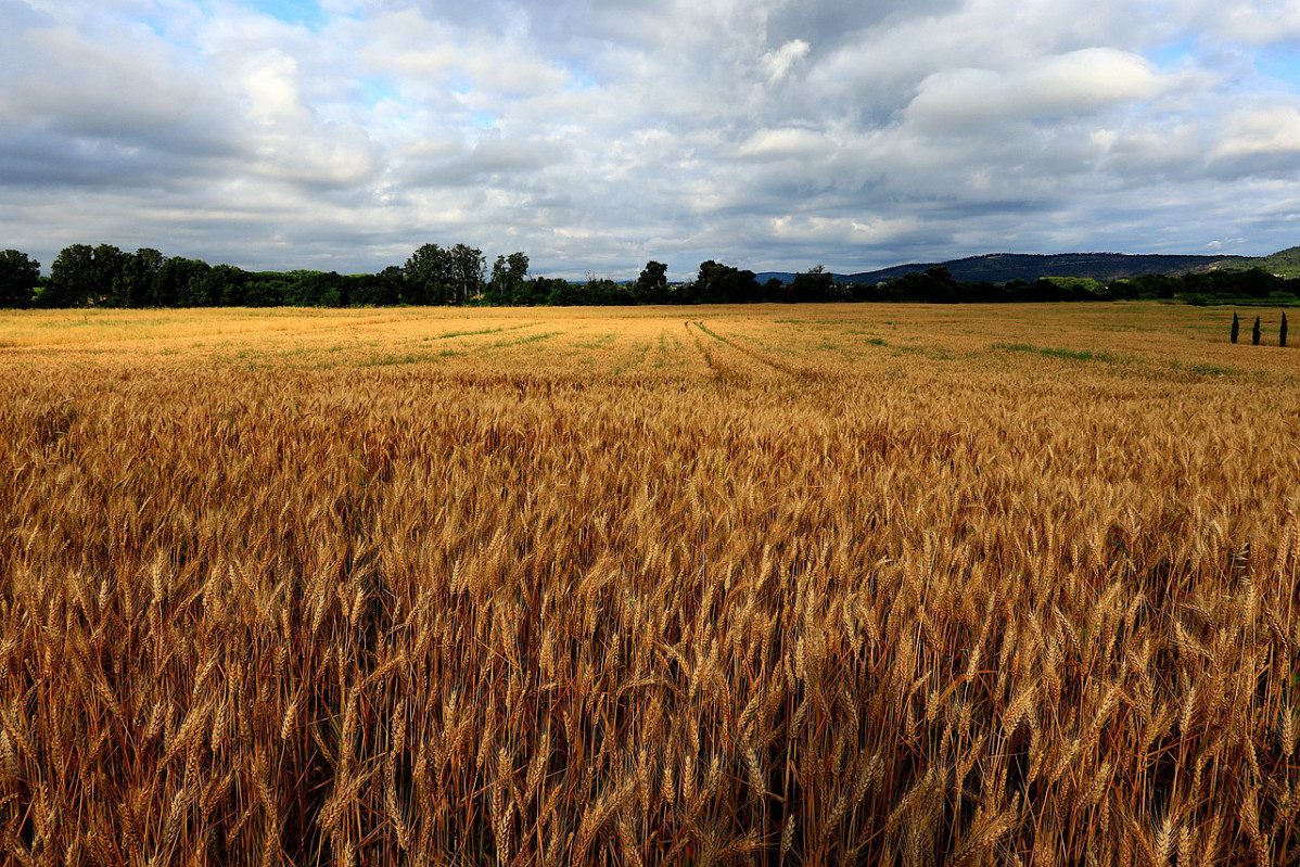 Campo cereal