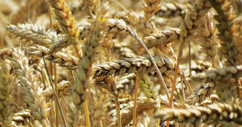 Trigo campo cereal