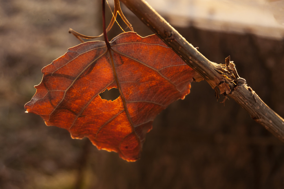 Tercero naturaleza   Bienvenido Otoño   Encarnación Pozo Linares