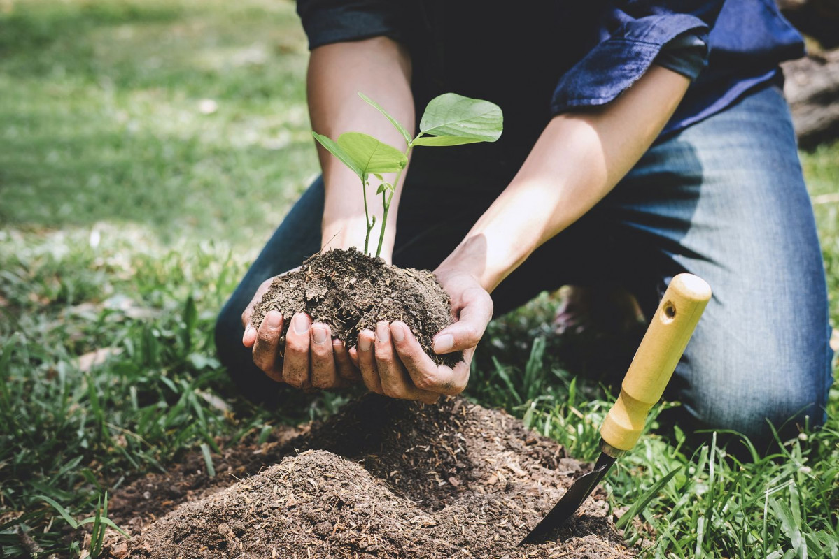 Conoce los proyectos de reforestacion que hay en espana y como participar en uno