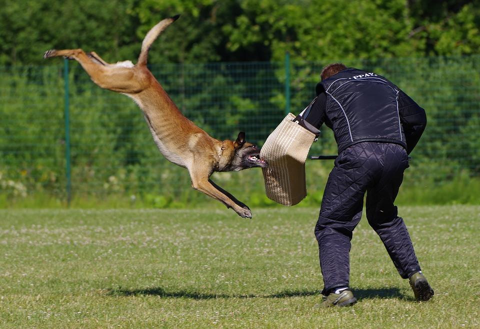 Adiestramiento del perro en defensa y ataque 20387 orig