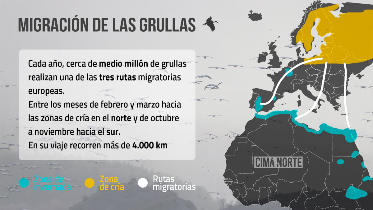 Afiche grullas1