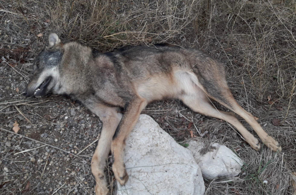 LOBO