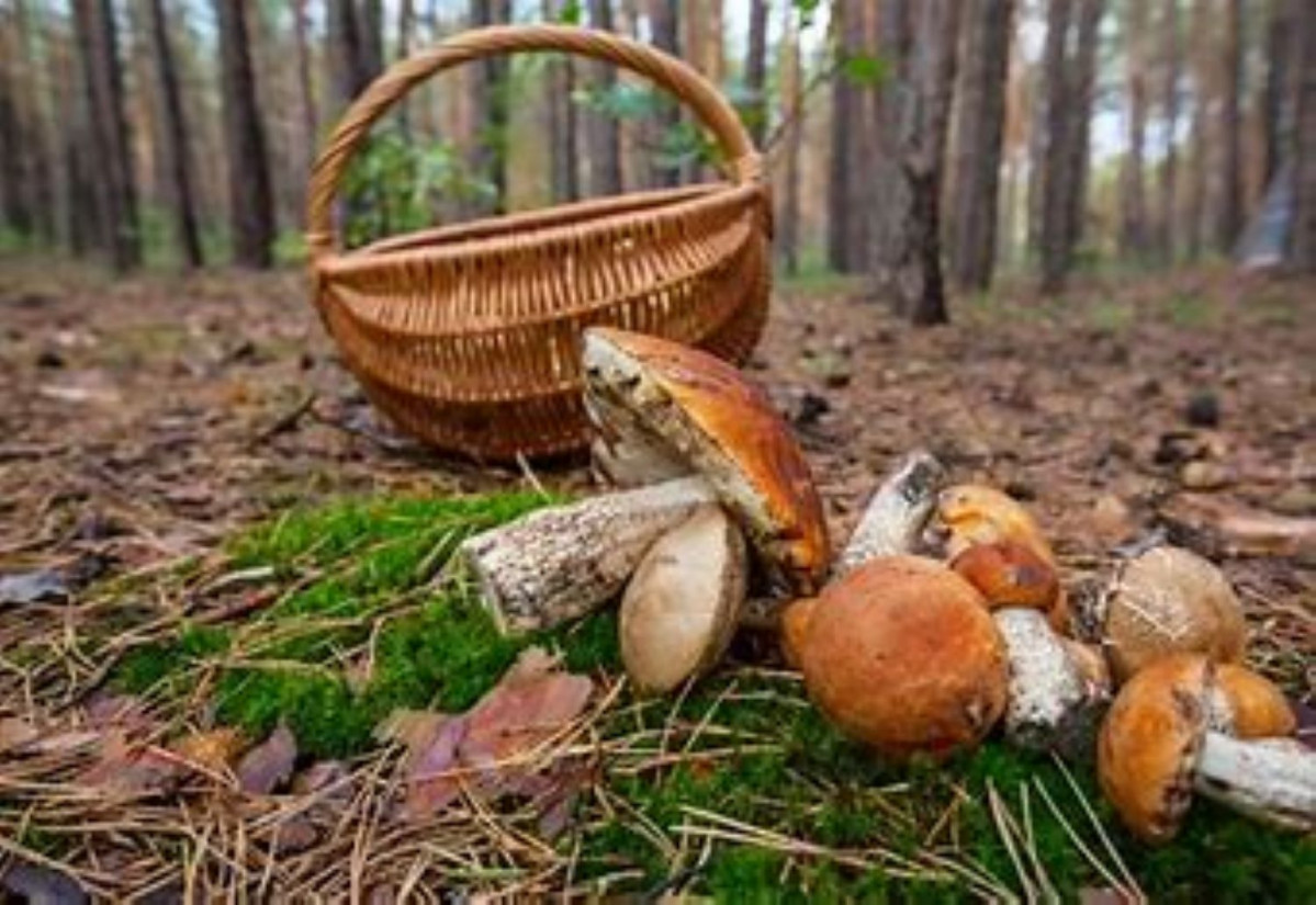 85 Cesta y boletus