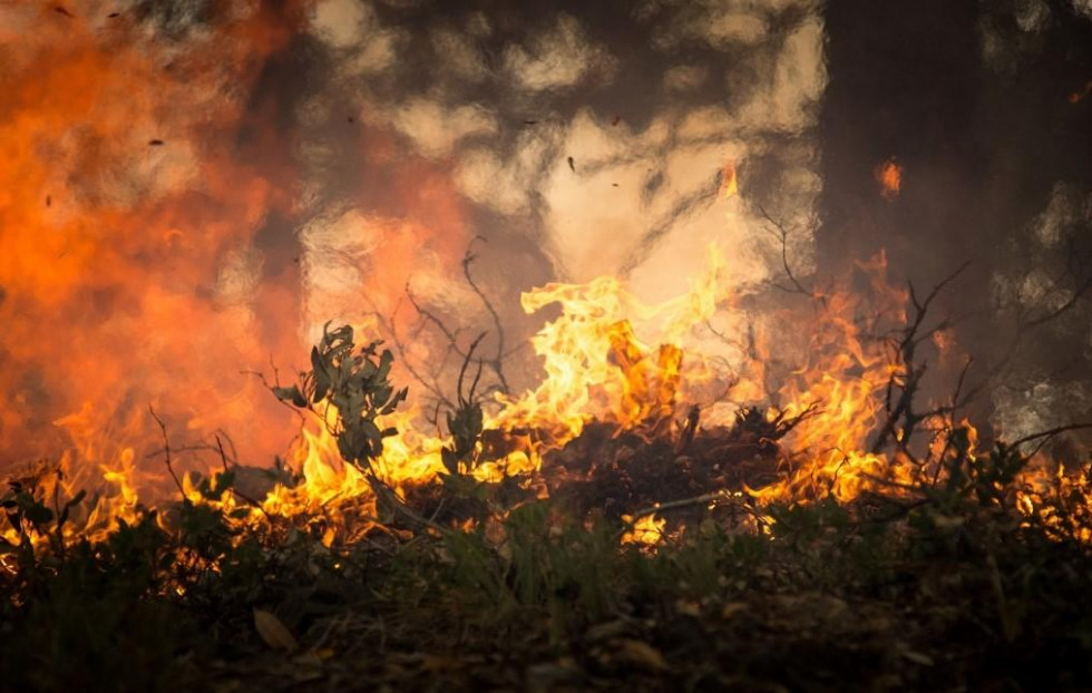 Como prevenir los incendios forestales 2430 orig