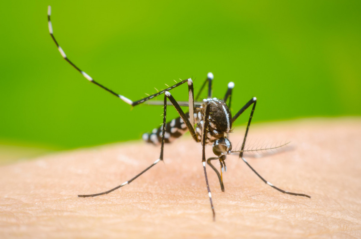 Dengue share