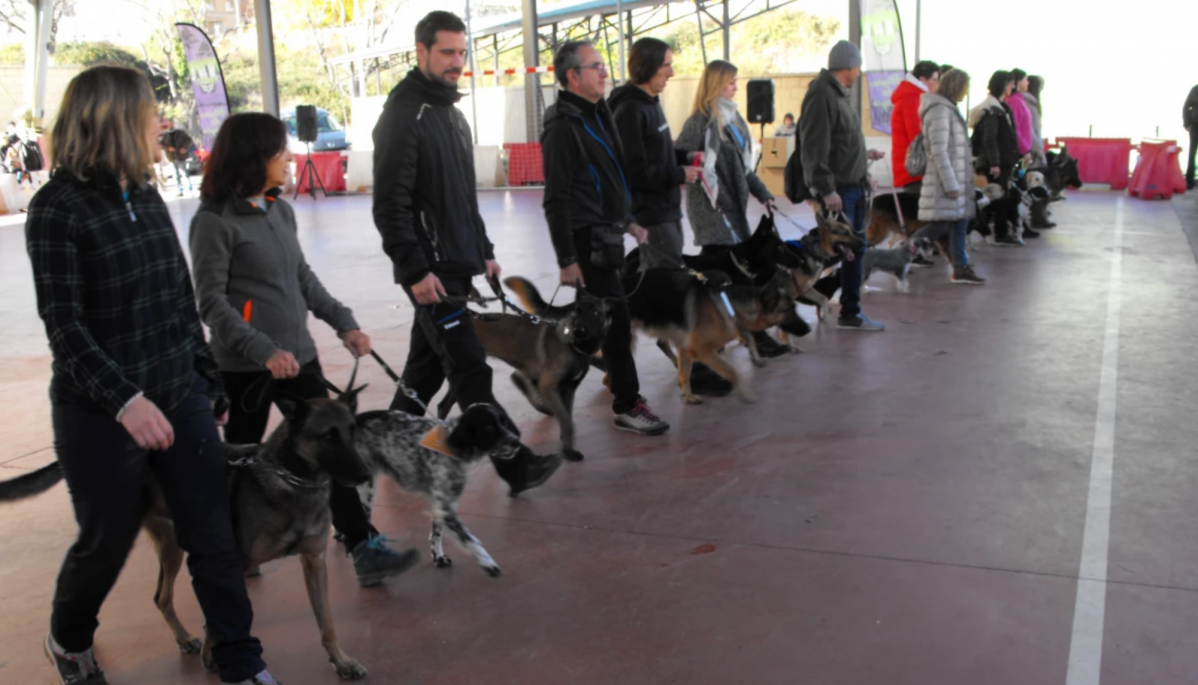 Adiestramiento canino