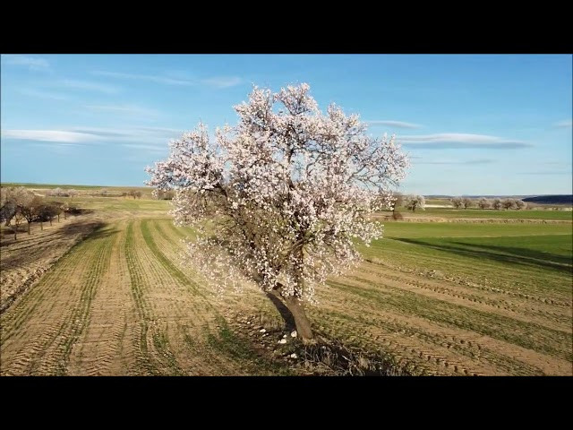 Almendros en flor Utrilla (Soria)