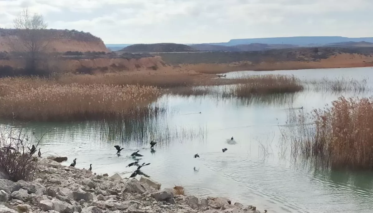 Cormoranes monteagudo