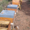 Lares miel abejas panal