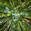 Bosque