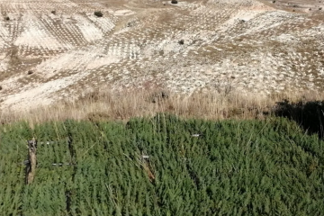 Reforestación