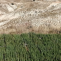 Reforestación
