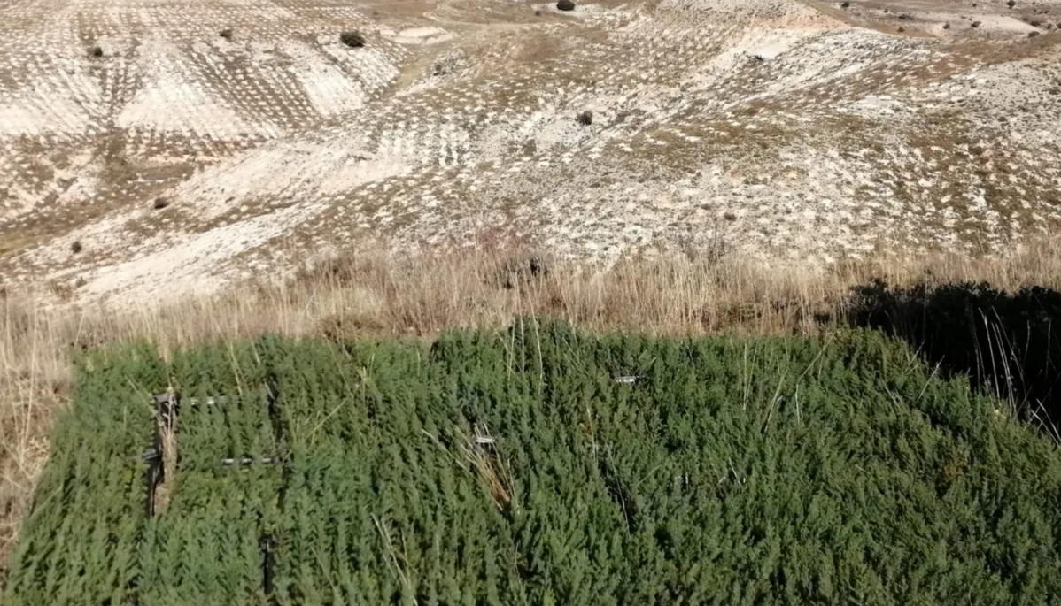 Reforestaciu00f3n