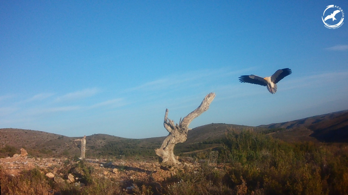 Alimoche PAS Mesa Piedra ACOBIJA