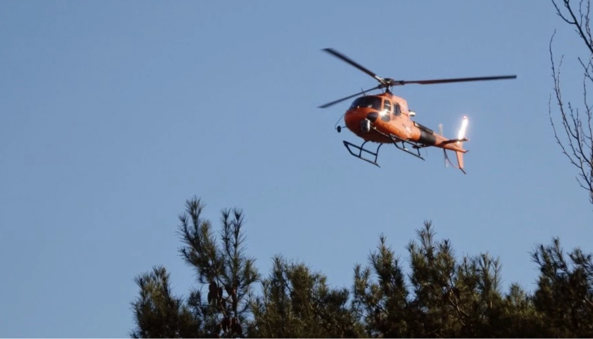 Helicu00f3ptero naranja
