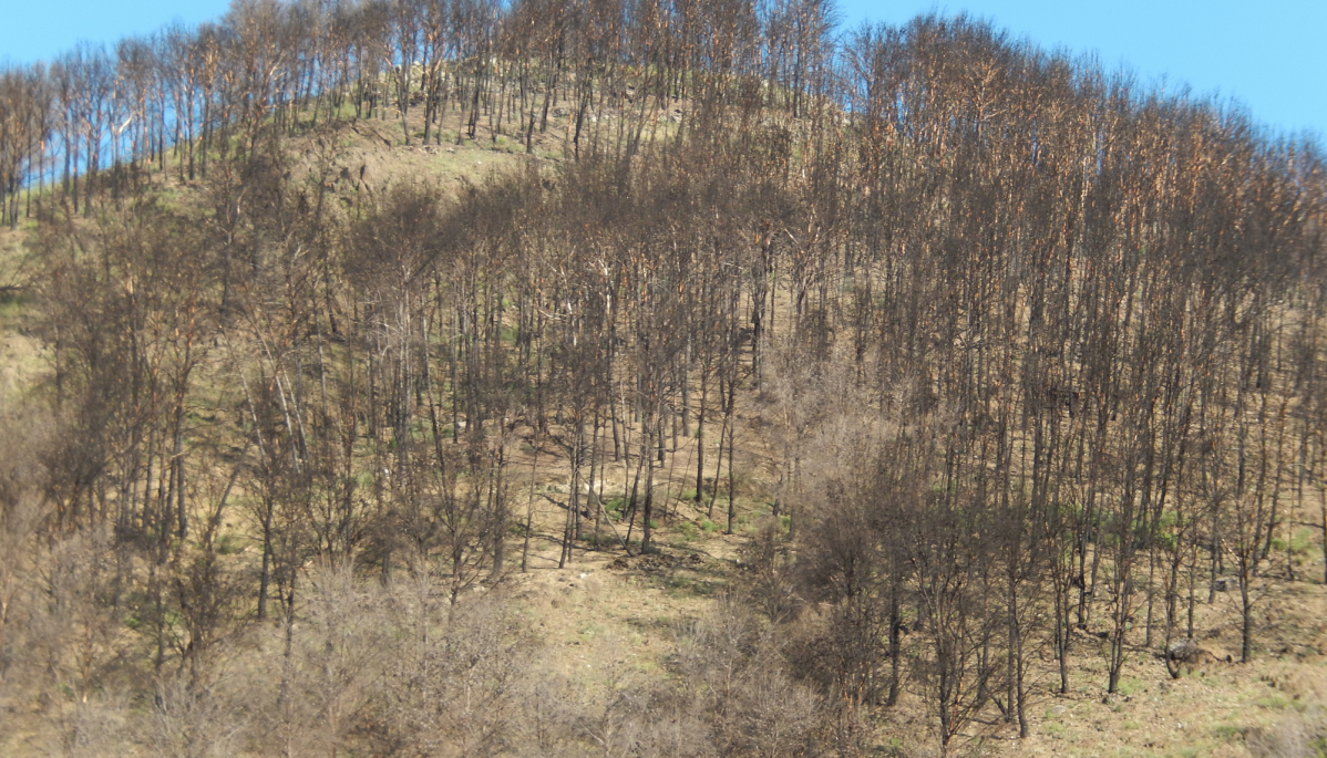 Monte quemado