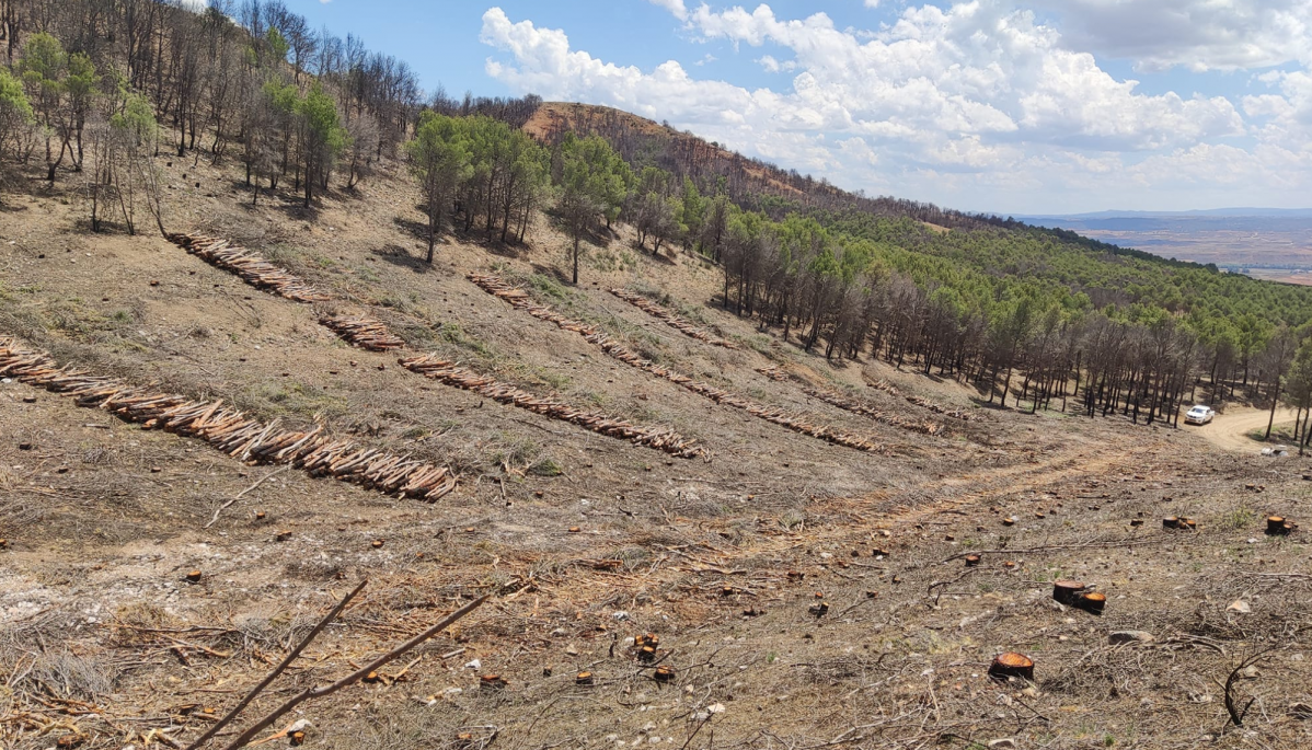 Aprovechamiento forestal