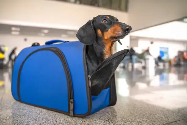 Perro
