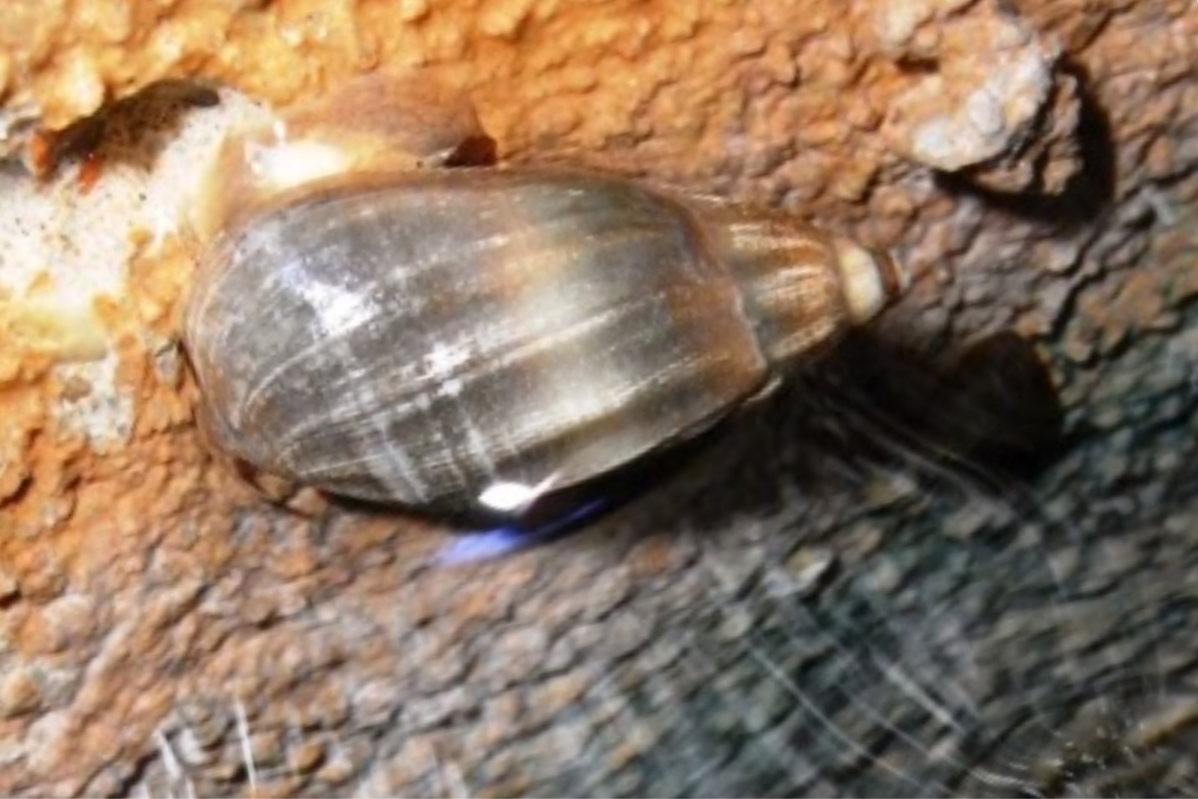 Caracolilla termal