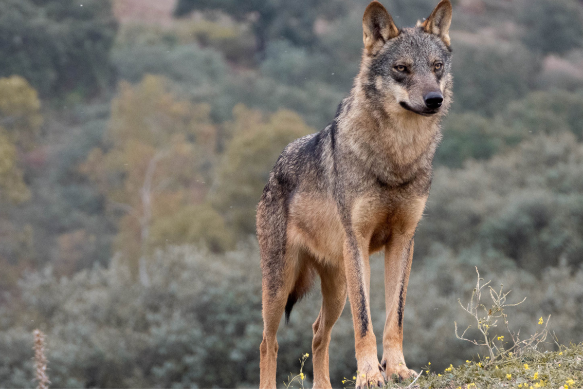 Lobo