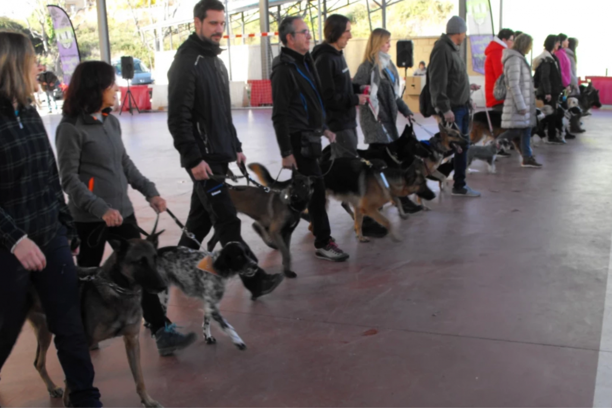 Adiestramiento canino