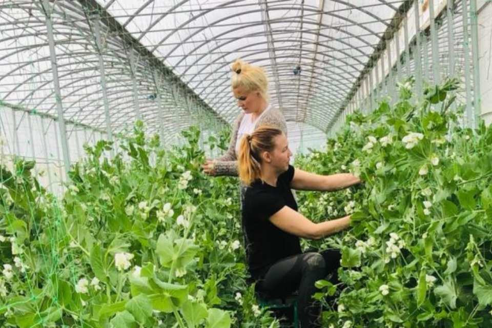 Cultiva 23