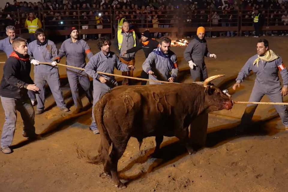Toro jubilo