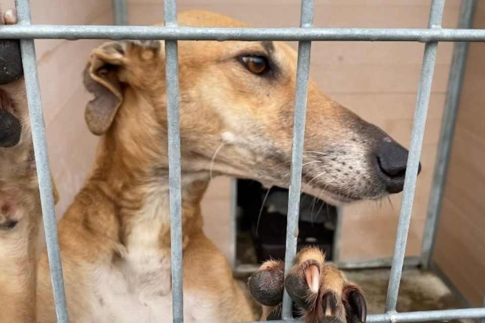 Adopta un perro esta navidad con la DPZ