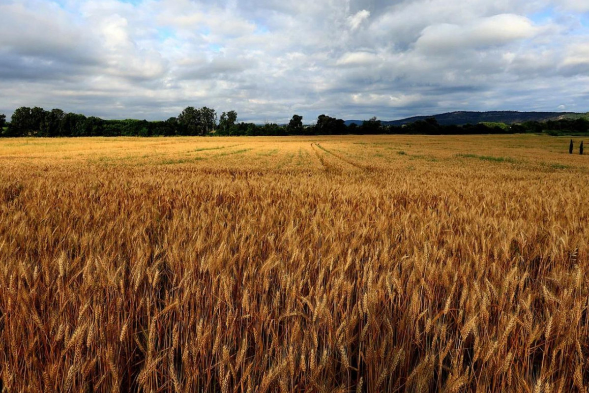 CAMPO DE TRIGO