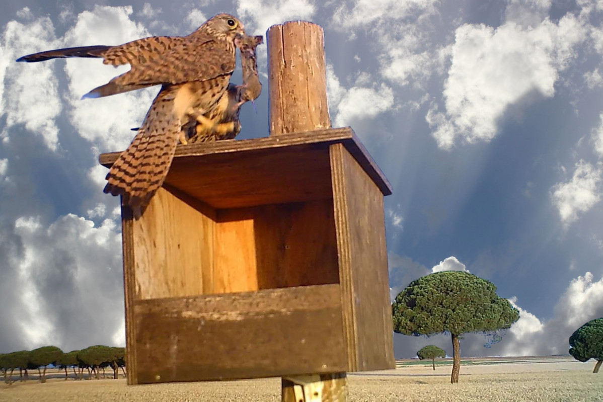 Control topillo con rapaces