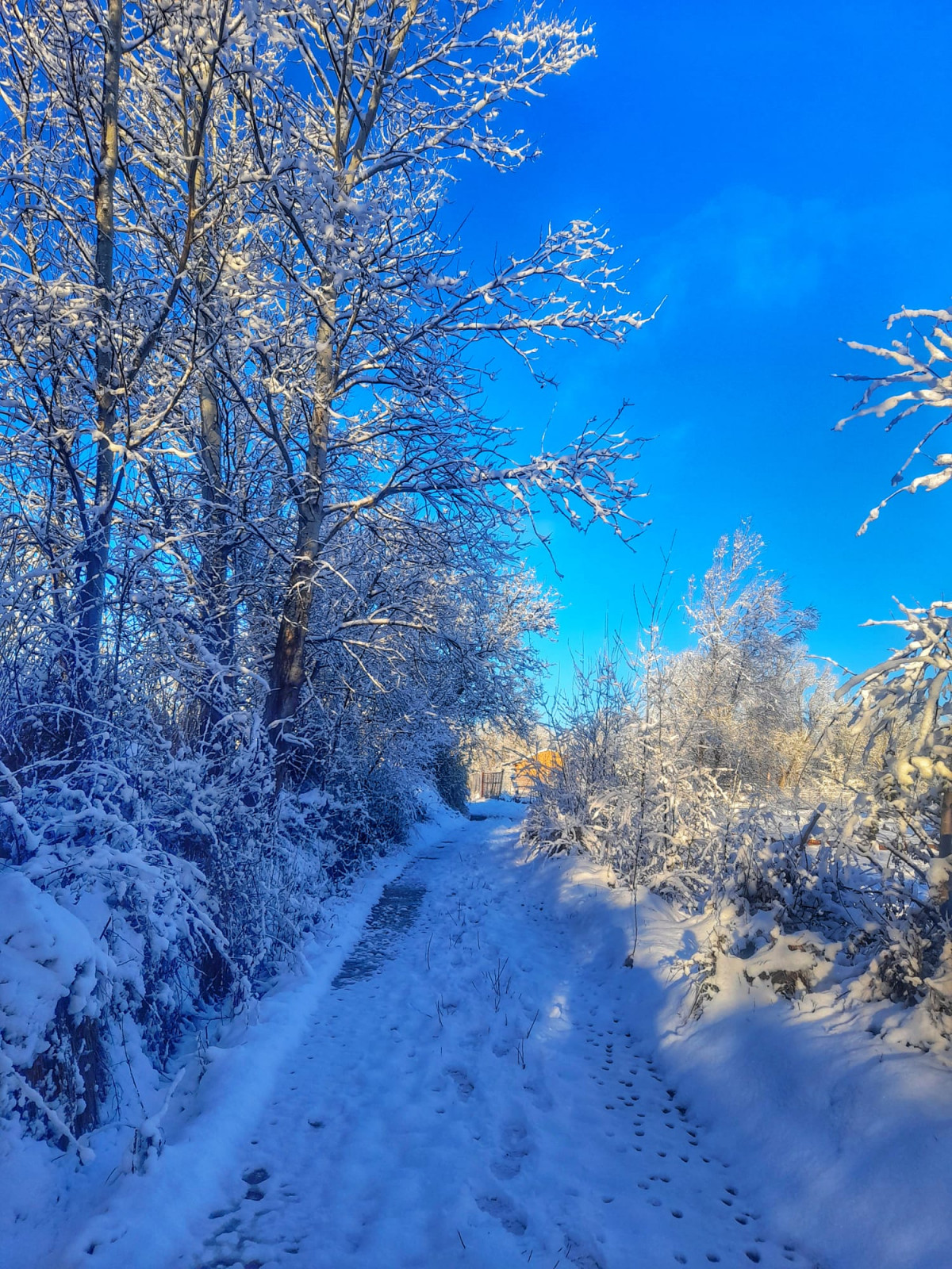 Ariza nieve (2)