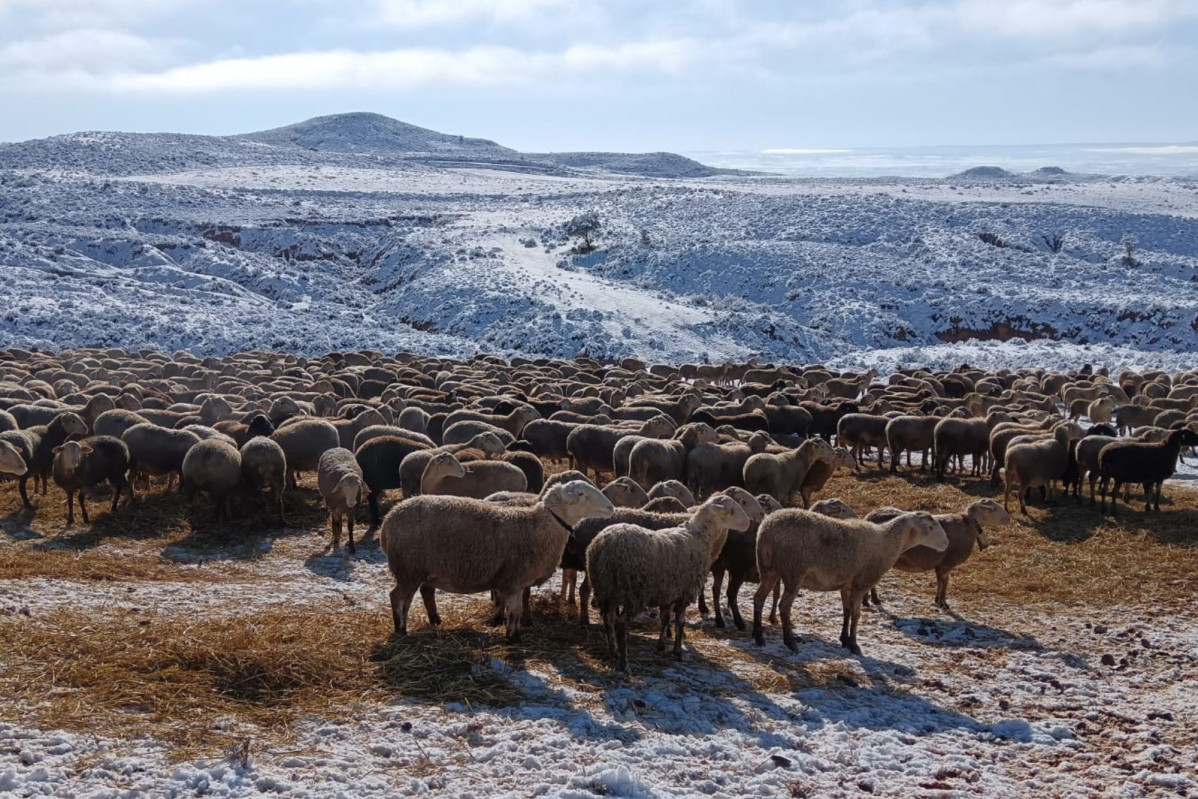 Ganado AlhamaPozuel nieve