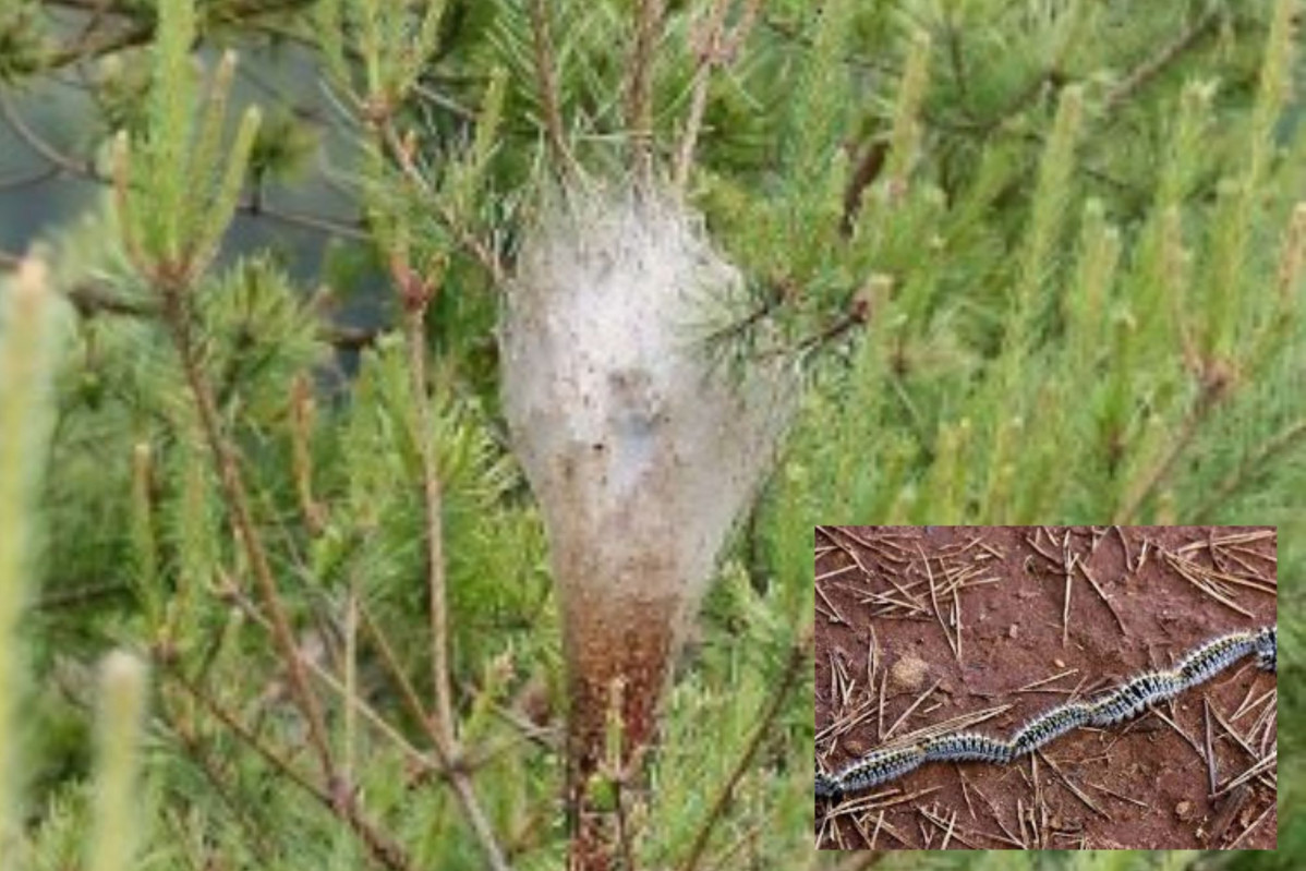 Procesionaria