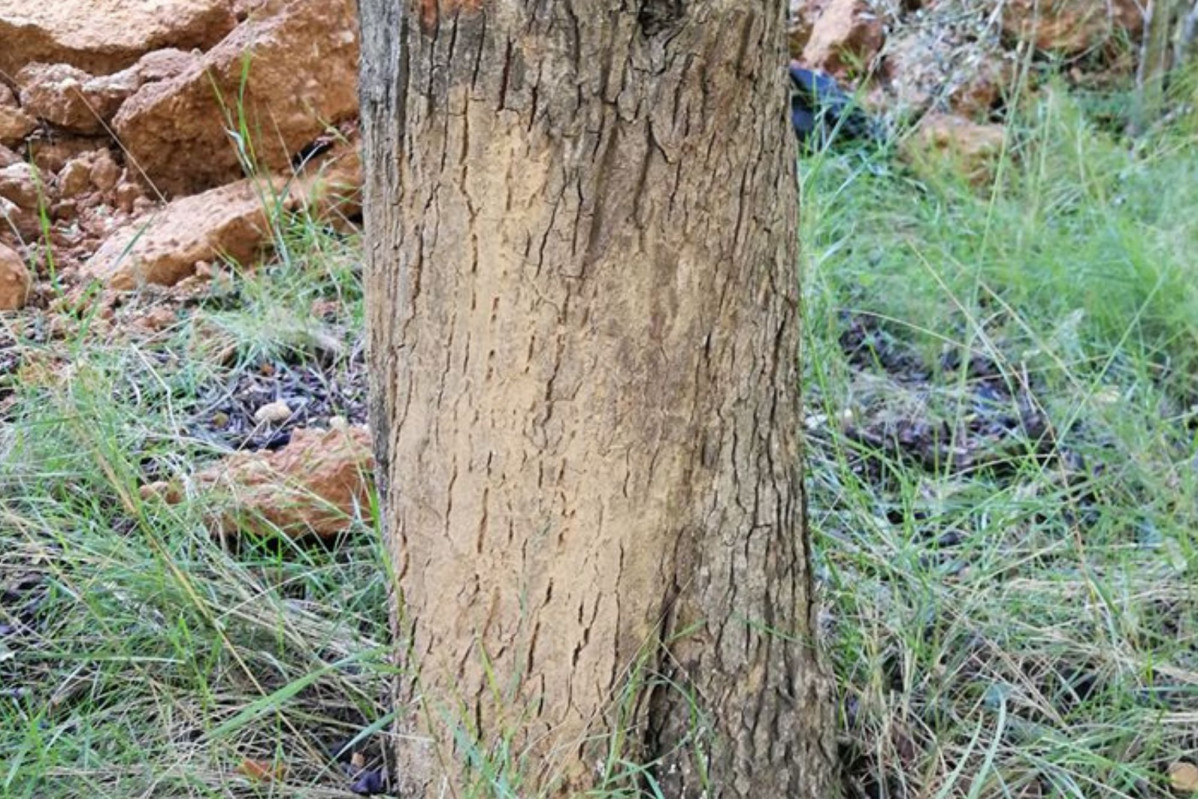 Arbol barro