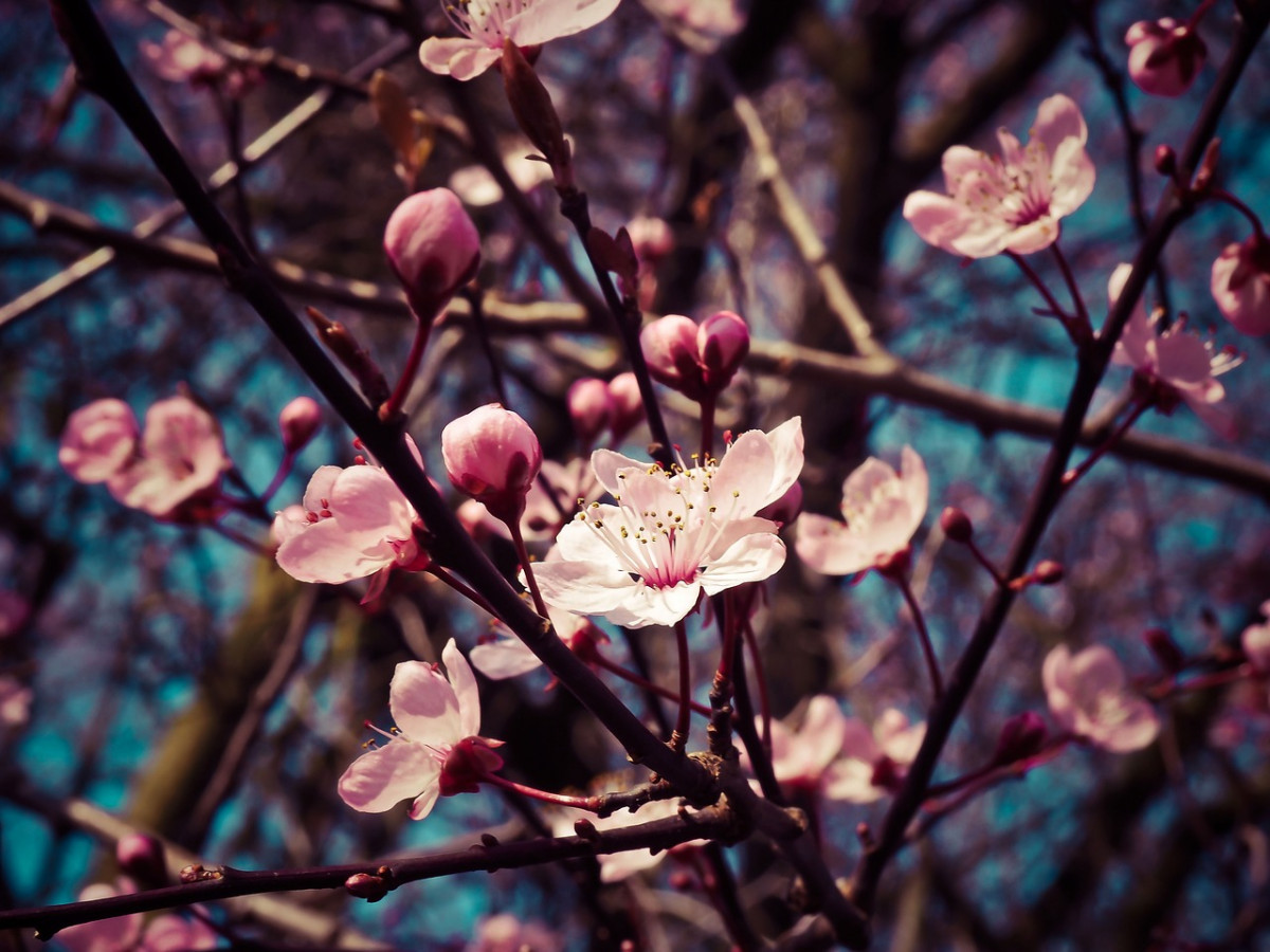 Almendro en flor