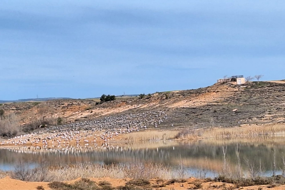 Cigu00fceu00f1as y grulla Embalse de Monteagudo