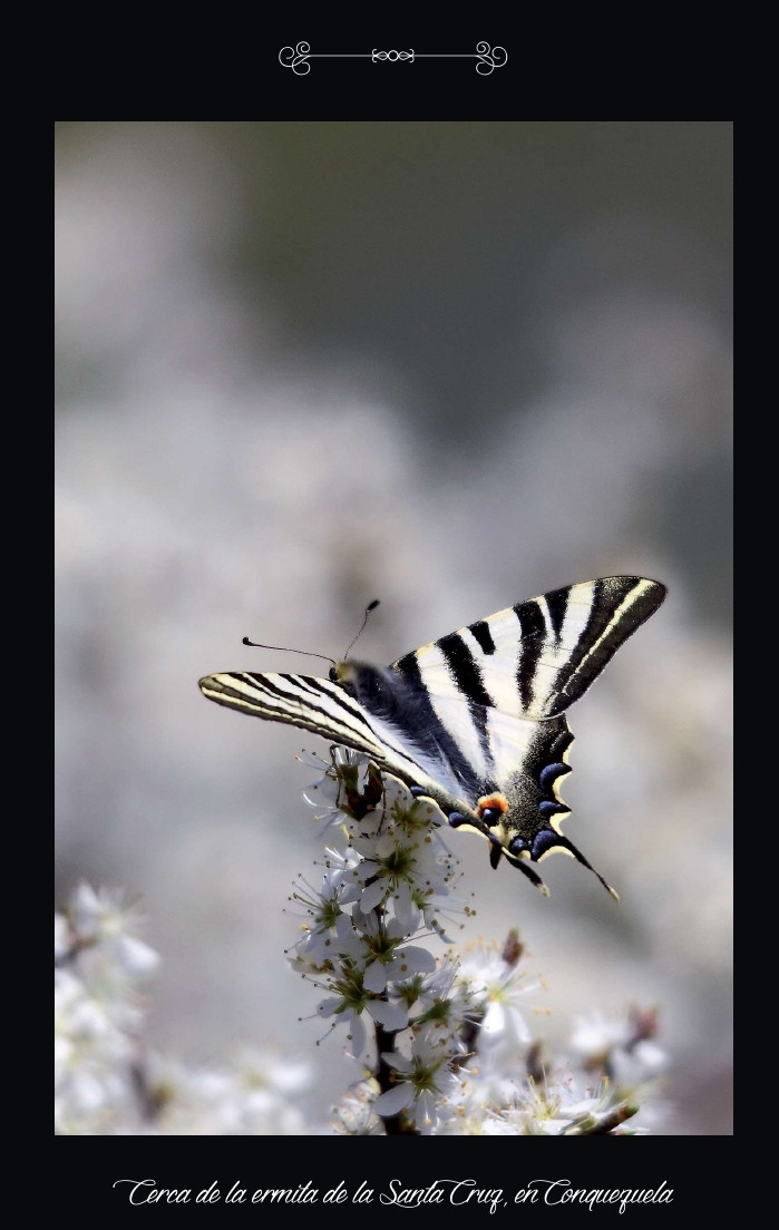 FOTOPOEMA MARIPOSA