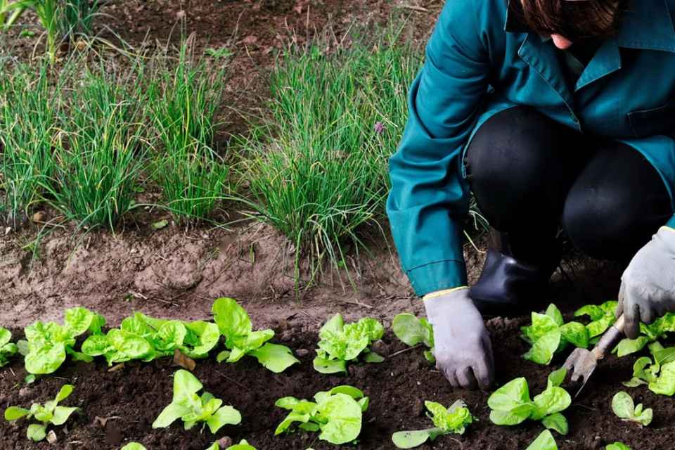 Agricultura