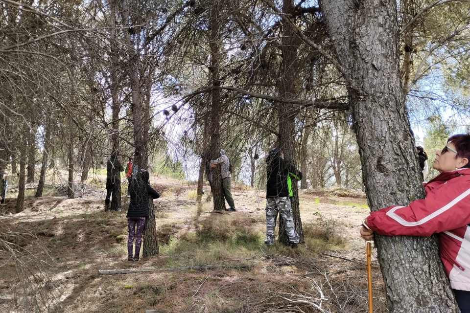 Abrazos pinos valtorres