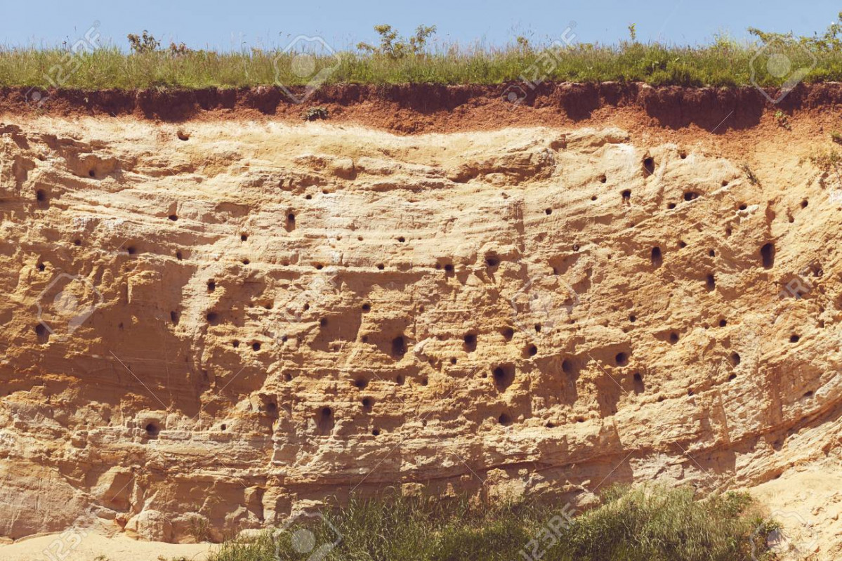 86614030 nidos de pájaros abejaruco en la roca tenga en cuenta la profundidad de campo