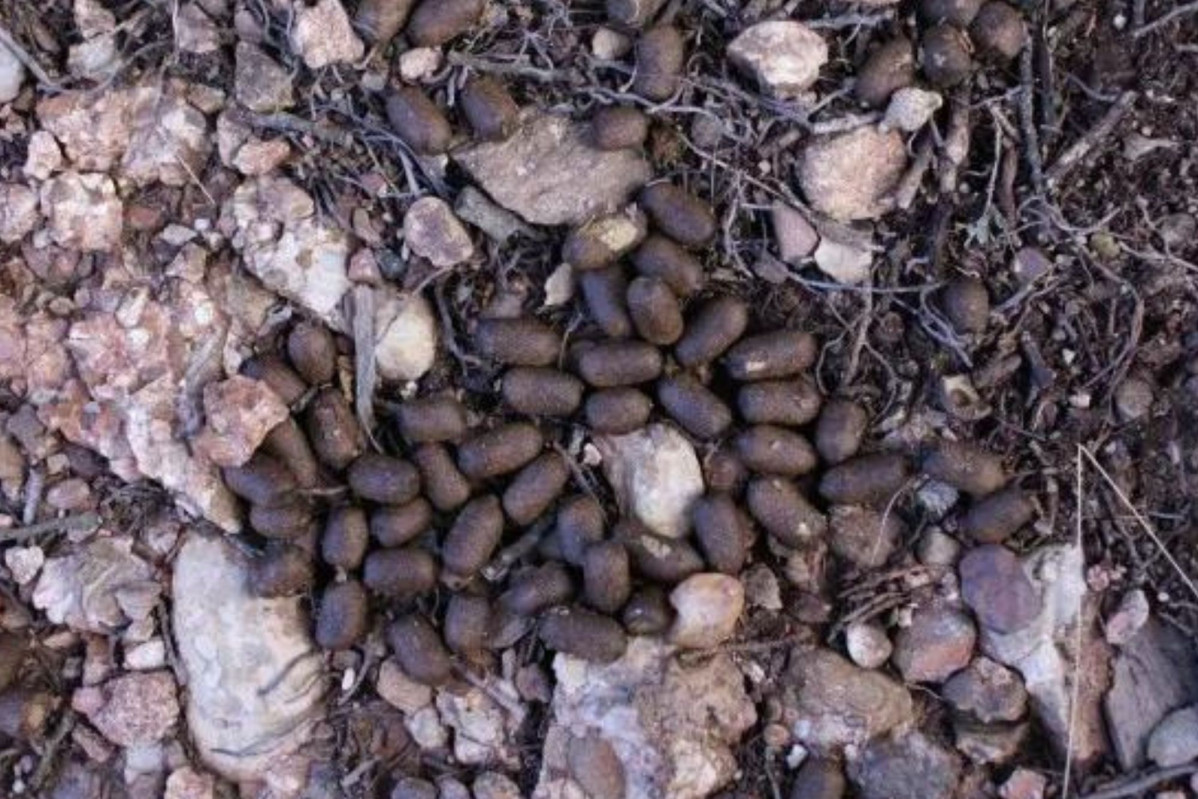 EXCREMENTOS C. PYRENAICA