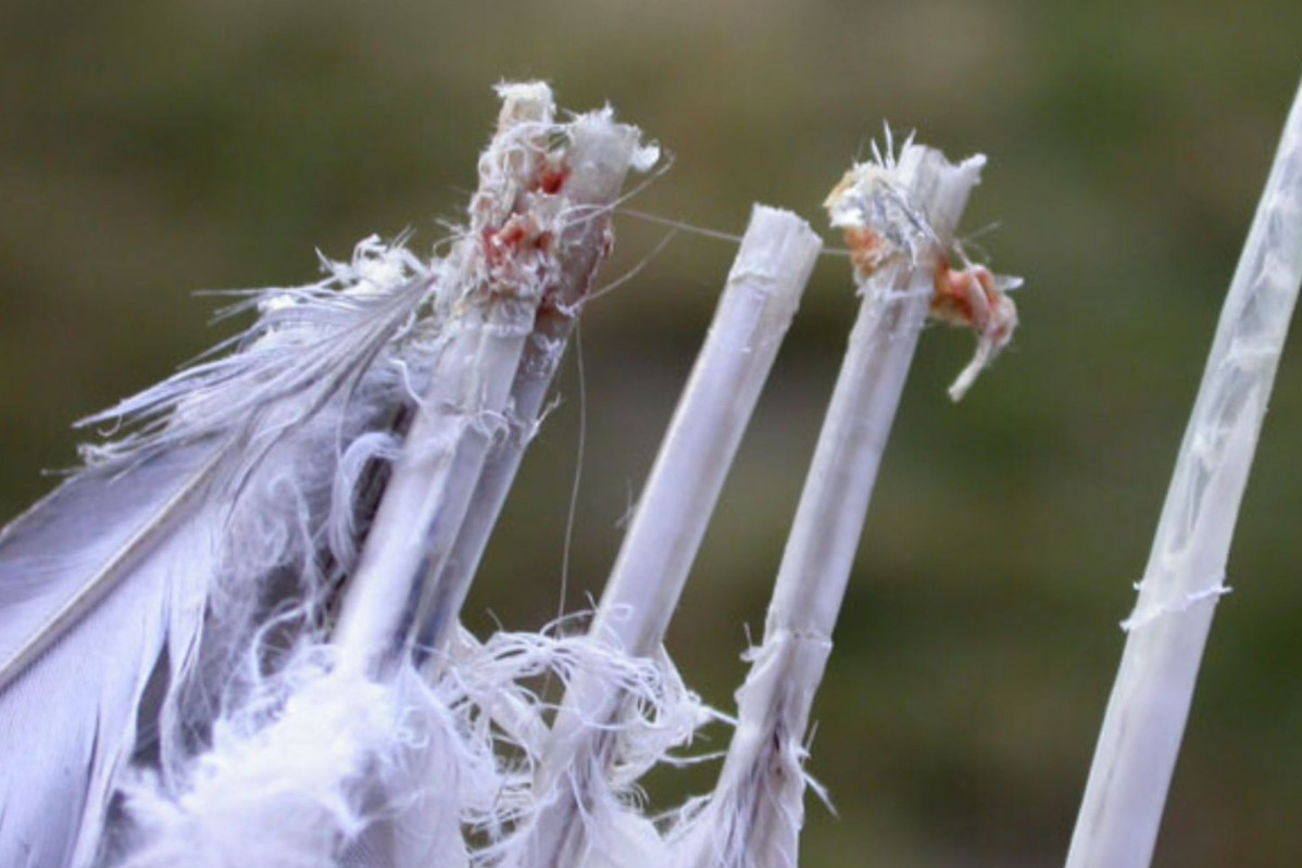 Cau00f1ones plumas